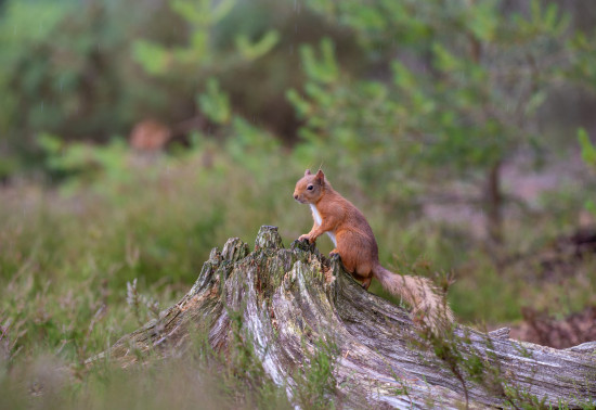 Red squirrel on a tree stump