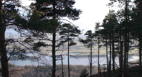 View of Lochore Meadows through pines on Benarty hill. Scottish Lowlands FD
