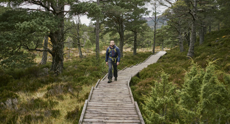 Male hiker walks along wooden boardwalk through woodland at Allt Mor, near Aviemore