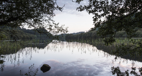 A serene forest loch with a tree over hanging the calm shore and reeds reflecting on the calm water