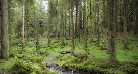 Stream running between conifer trees