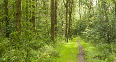 A foot path through Cally Woods, Galloway with trees to either side.