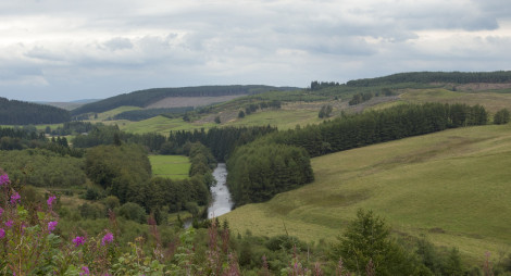 Landscape view over green fields and a river with pockets of tall conifer trees.