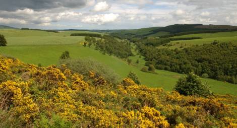 Yellow gorse with fields and forests along rolling hills in the background 