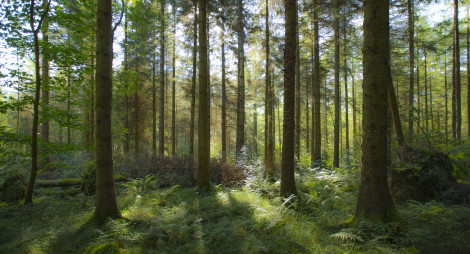 Forest with substantial green undergrowth with tall trees and light streaming through branches.