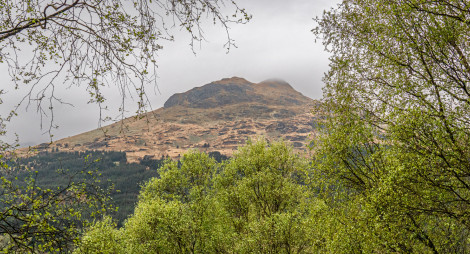 Landscape view over tree tops to open hillside with pointed peak under grey sky.