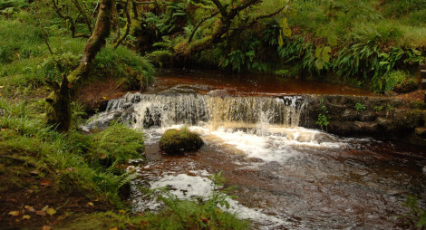 A small waterfall over a rock ledge in a lusk broadleaf forest with grass and native vegetaion on the banks