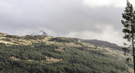 A forested hillside with snowy mountain and a pine tree