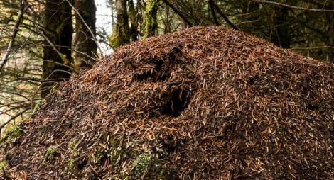 An ant hill in a dark forest 