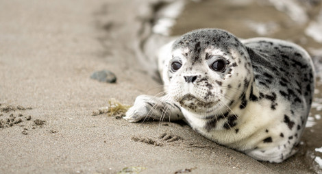 Close up of seal pup