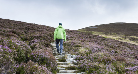 A walker in a green jacking walking down a path through a field of heather, heading to Meall a'Bhuachaille, Glenmore, Inverness Ross and Skye, Forestry Commission, Scotland