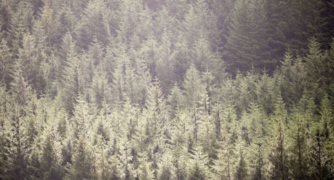 Hillside of conifer trees
