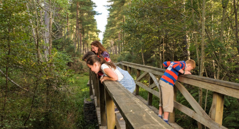 A family look over the side of a wooden bridge in a forest of tall conifer trees
