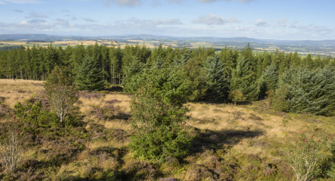 Tall green trees on a hillside with view beyond to mixed fields and hills under blue sky.