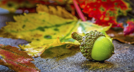 Close up of acorn and autumn leaves