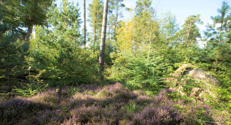 Purple heather beneath mixed green trees