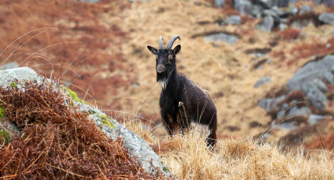 A black goat stands in a rocky field with dry grass moorland 