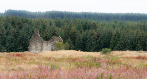 Ruined building on open land with extensive forest beyond