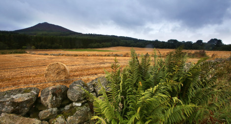 View of Bennachie hill across a field
