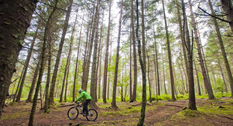 Mountain biker riding through open forest