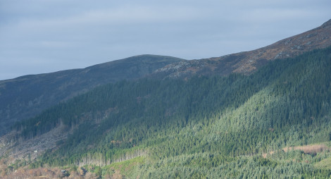 Forested hillside at Ballachulish