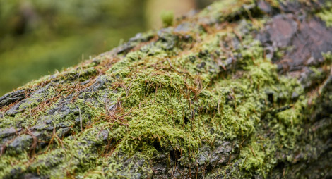 Moss on fallen tree