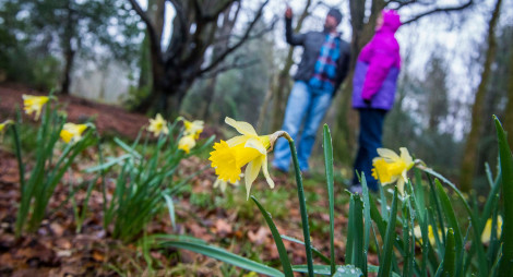 Two people in woodland with daffodils growing