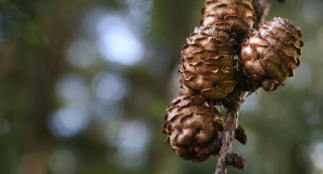 Close up of cones on tree