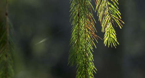 Drooping conifer needles