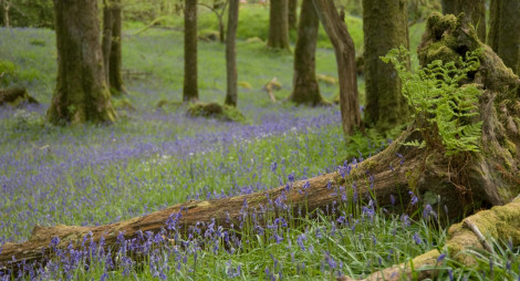 Woodland floor covered in bluebells with sporadic trees rising out of shot.