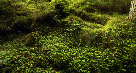 Forest floor covered in moss