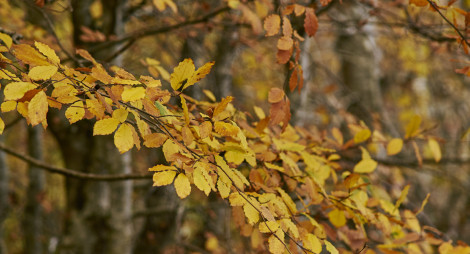 Beech tree with branches of golden leaves,