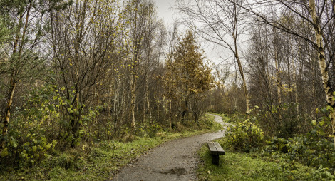 a walking path in autumn with a bench