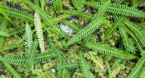 Fern leaves on mossy ground