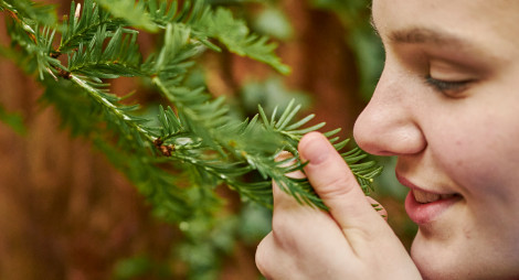 Person smelling pine needles