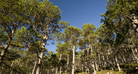 Trees and blue sky at Invereshie