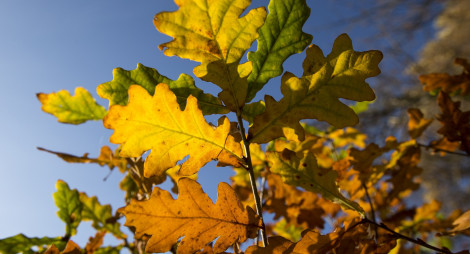 Autumnal oak leaves at Kilmun Arboretum