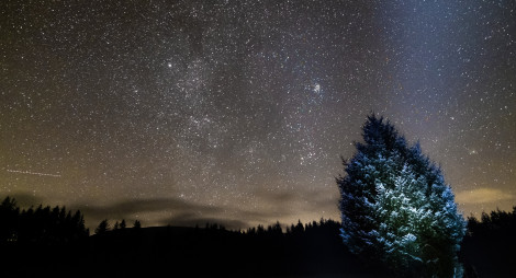 Stars in night sky over forest