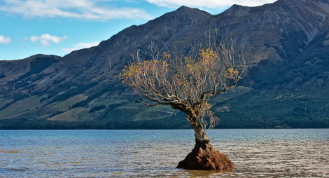Lonely tree in Loch Frisa with mountains beyond