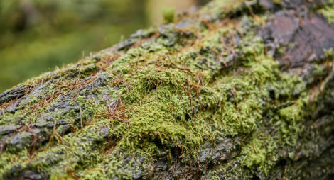 Green moss on trunk of fallen tree
