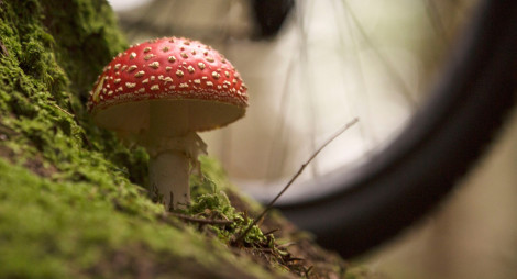 Red toadstool in forest with bike wheel beyond