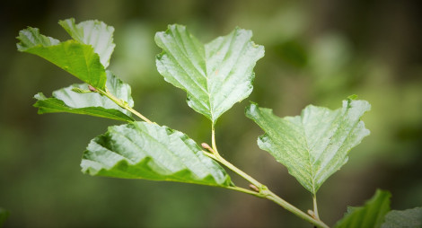 Close up of tree leaf