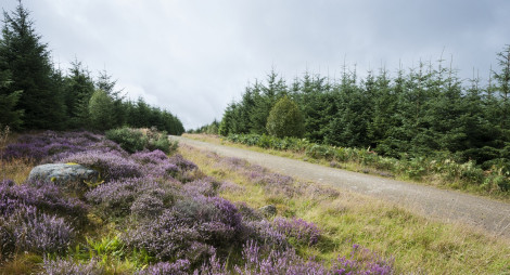 Fire road and heather in Pitfichie forest