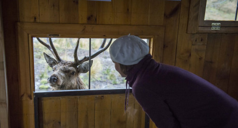 A woman looks through a viewing window at a red deer