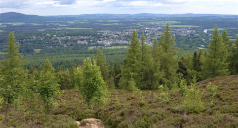 Hilltop view down upon a large forest and distant town