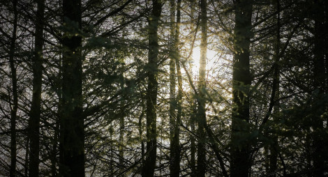 Sunlight through trees in Polmaddy forest