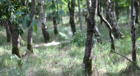 Birch trees among undergrowth