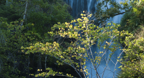 Tree in front of waterfall at Victoria Falls