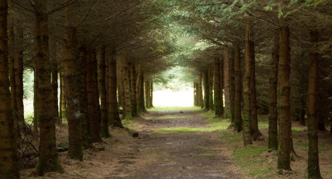 Straight woodland path through conifer trees