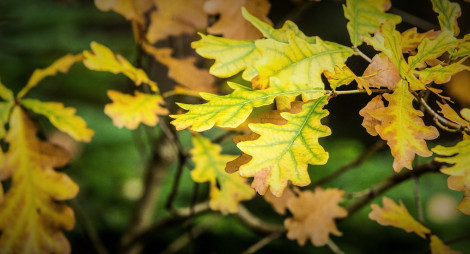 Close up of yellowing oak leaf
